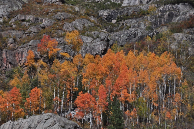 fall foliage along the route